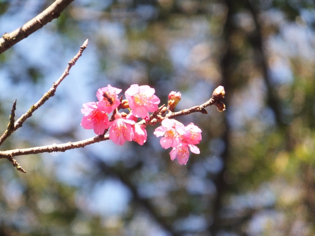 櫻花