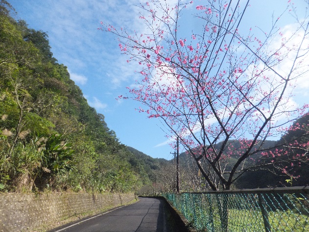 道路旁櫻花
